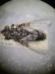 Tachinomyia