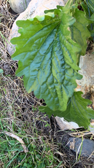 Arnoglossum atriplicifolium
