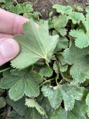 Alchemilla vulgaris