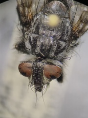 Tachinomyia