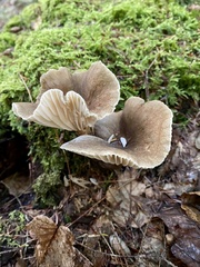 Lactifluus gerardii