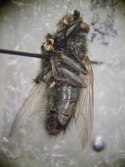 Tachinomyia