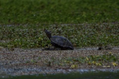 Trachemys dorbigni