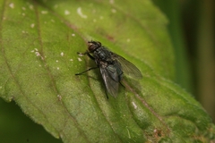 Calliphorinae