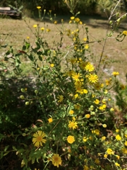 Chrysopsidinae
