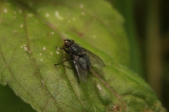 Calliphorinae