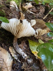 Lactifluus gerardii