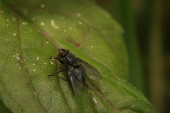 Calliphorinae