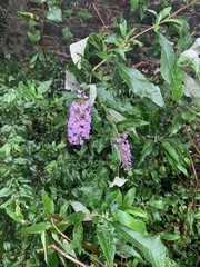 Buddleja davidii