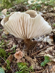 Lactifluus gerardii