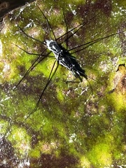 Neogerris hesione