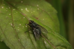 Calliphorinae