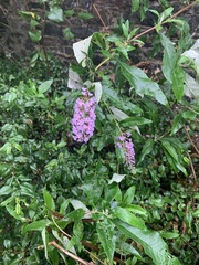 Buddleja davidii