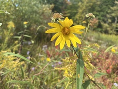Helianthus strumosus