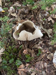 Lactifluus gerardii