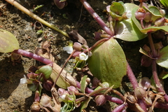 Bacopa rotundifolia