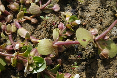 Bacopa rotundifolia