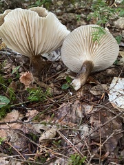 Lactifluus gerardii
