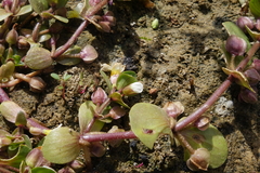 Bacopa rotundifolia