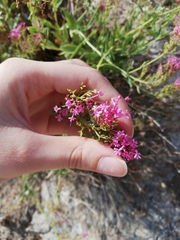 Centranthus ruber