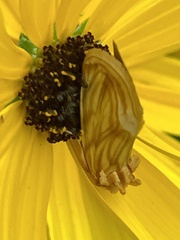 Cirrhophanus triangulifer