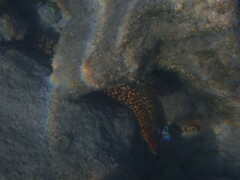 Muraena helena