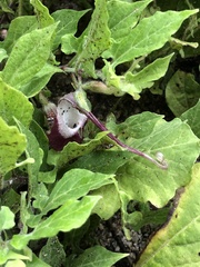 Aristolochia