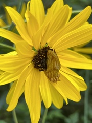 Cirrhophanus triangulifer
