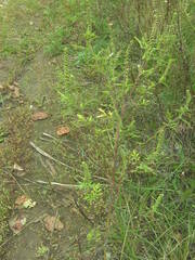 Ambrosia artemisiifolia