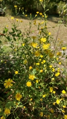 Chrysopsidinae