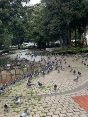 Columba livia domestica