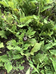 Aristolochia