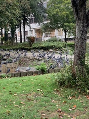 Columba livia domestica