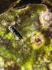 Neogerris hesione