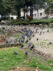 Columba livia domestica