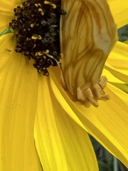 Cirrhophanus triangulifer