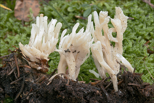 White Coral Fungus