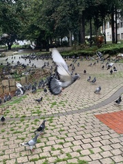 Columba livia domestica