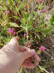 Centranthus ruber