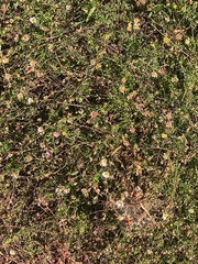 Erigeron karvinskianus