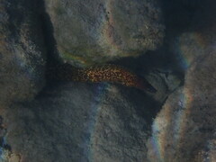 Muraena helena