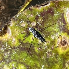 Neogerris hesione