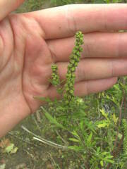 Ambrosia artemisiifolia