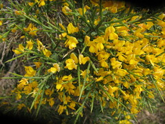 Genista acanthoclada