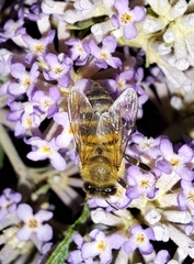 Apis mellifera capensis