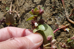 Bacopa rotundifolia