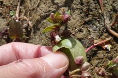 Bacopa rotundifolia