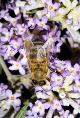 Apis mellifera capensis