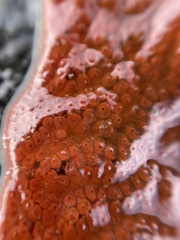 Botrylloides violaceus