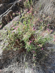 Centranthus ruber